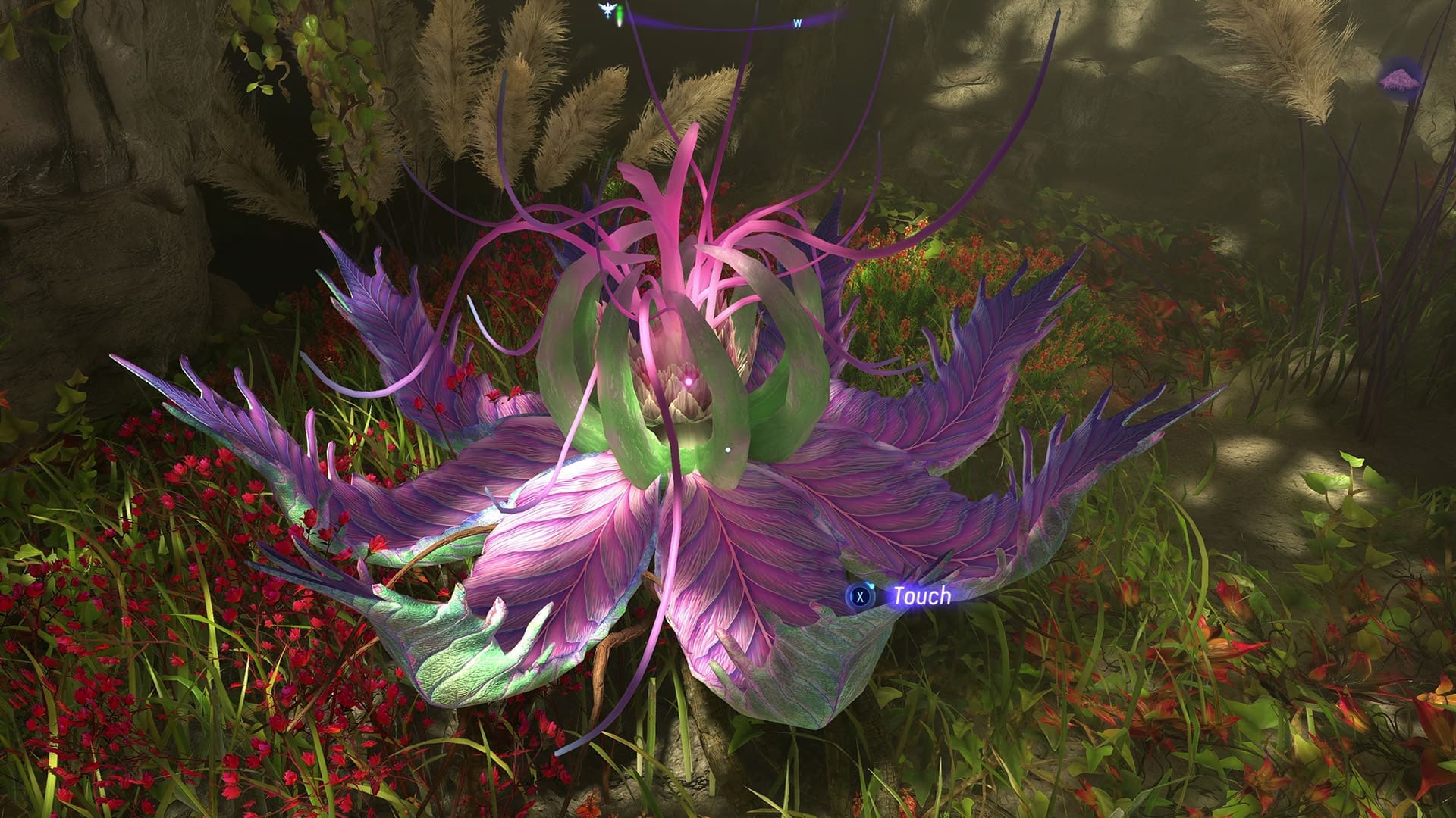 Je kunt ook telkens één skill point krijgen door Tarsyu-planten aan te raken